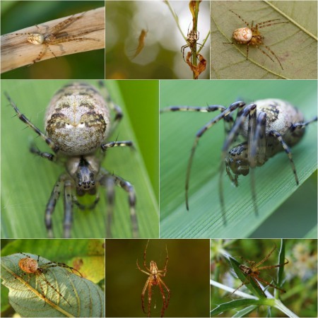 Metellina segmentata